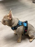 Day day , a male French Bulldog for sale in La Vernia, TX – Photo 2 of 10