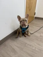 Day day , a male French Bulldog for sale in La Vernia, TX – Photo 6 of 10