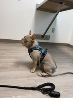 Day day , a male French Bulldog for sale in La Vernia, TX – Photo 4 of 10