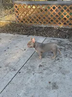 Day day , a male French Bulldog for sale in La Vernia, TX – Photo 10 of 10