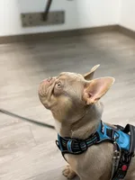 Day day , a male French Bulldog for sale in La Vernia, TX – Photo 3 of 10