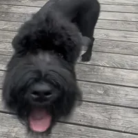 Tokyo, a female Black Russian Terrier for sale in Columbia, SC – 5 of 6