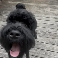 Tokyo, a female Black Russian Terrier for sale in Columbia, SC – 6 of 6