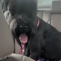 Tokyo, a female Black Russian Terrier for sale in Columbia, SC – 2 of 6