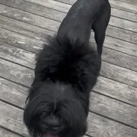 Tokyo, a female Black Russian Terrier for sale in Columbia, SC – 4 of 6