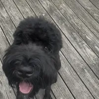 Tokyo, a female Black Russian Terrier for sale in Columbia, SC – 3 of 6
