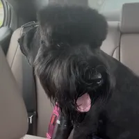 Tokyo, a female Black Russian Terrier for sale in Columbia, SC – 1 of 6
