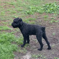 Harley, a female Black Russian Terrier for sale in Columbia, SC – 1 of 1