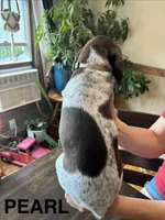 Pearl, a female German Shorthaired Pointer for sale in Attica, NY – 2 of 2