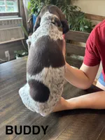 Buddy, a male German Shorthaired Pointer for sale in Attica, NY – 2 of 2