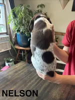 Nelson, a male German Shorthaired Pointer for sale in Attica, NY – 2 of 2