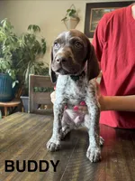 Buddy, a male German Shorthaired Pointer for sale in Attica, NY – 1 of 2