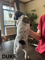 Duke, a male German Shorthaired Pointer for sale in Attica, NY – 2 of 2