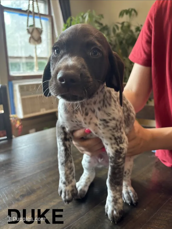 Duke – German Shorthaired Pointer puppy for sale in Attica, NY