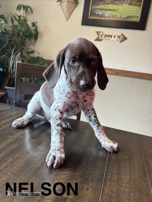 Nelson – German Shorthaired Pointer puppy for sale in Attica, NY