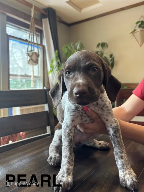 Pearl – German Shorthaired Pointer puppy for sale in Attica, NY