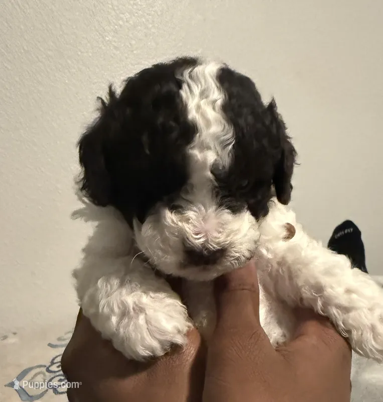 Luna – Poodle - Toy  puppy for sale in DeRidder, LA