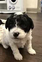 Atlas, a male Poodle - Toy  for sale in DeRidder, LA – 2 of 2