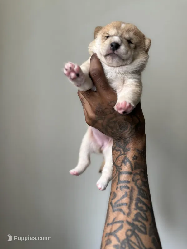 Chanel  – Shiba Inu puppy for sale in New York City, NY