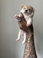 Chanel , a male Shiba Inu for sale in New York City, NY – Photo 1 of 8