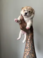 Chanel , a male Shiba Inu for sale in New York City, NY – Photo 5 of 8