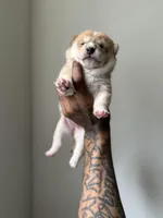 Chanel , a male Shiba Inu for sale in New York City, NY – Photo 6 of 8