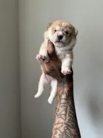 Chanel , a male Shiba Inu for sale in New York City, NY – Photo 4 of 8