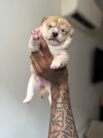 Chanel , a male Shiba Inu for sale in New York City, NY – Photo 2 of 8