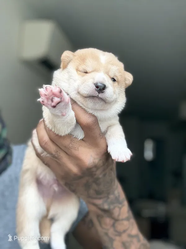 Chan – Shiba Inu puppy for sale in New York City, NY
