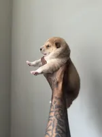 Chan, a male Shiba Inu for sale in New York City, NY – Photo 5 of 5