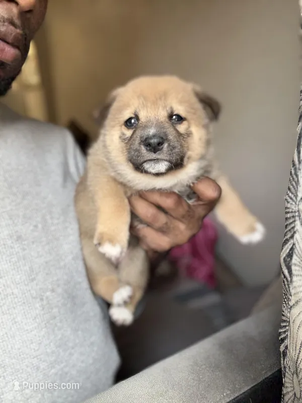 Coco  – Shiba Inu puppy for sale in New York City, NY