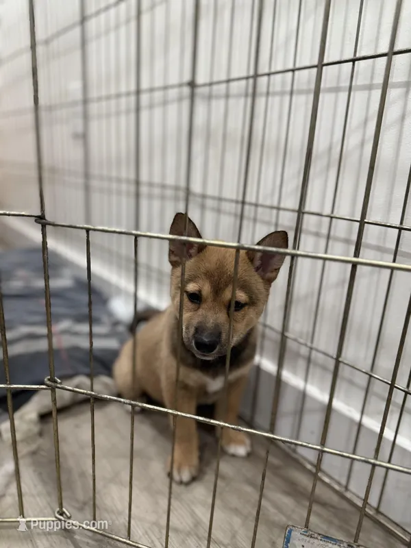 Coco  – Shiba Inu puppy for sale in New York City, NY