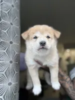 Chanel, a female Shiba Inu for sale in New York City, NY – Photo 2 of 6