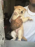 Chanel, a female Shiba Inu for sale in New York City, NY – Photo 5 of 6