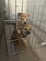 Chanel, a female Shiba Inu for sale in New York City, NY – Photo 6 of 6