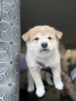 Chanel, a female Shiba Inu for sale in New York City, NY – Photo 4 of 6