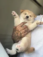 Chanel, a female Shiba Inu for sale in New York City, NY – Photo 1 of 6