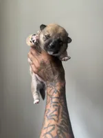 Coco, a female Shiba Inu for sale in New York City, NY – Photo 2 of 7