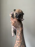 Coco, a female Shiba Inu for sale in New York City, NY – Photo 3 of 7