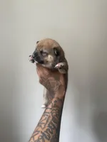 Coco, a female Shiba Inu for sale in New York City, NY – Photo 5 of 7