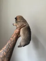 Coco, a female Shiba Inu for sale in New York City, NY – Photo 7 of 7