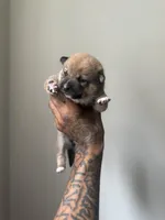 Coco, a female Shiba Inu for sale in New York City, NY – Photo 4 of 7