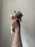 Coco, a female Shiba Inu for sale in New York City, NY – Photo 6 of 7