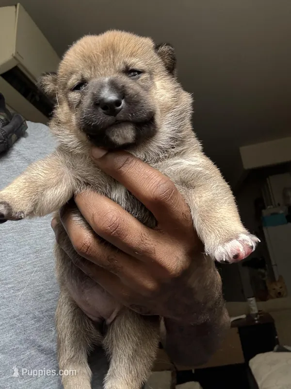 Coco – Shiba Inu puppy for sale in New York City, NY