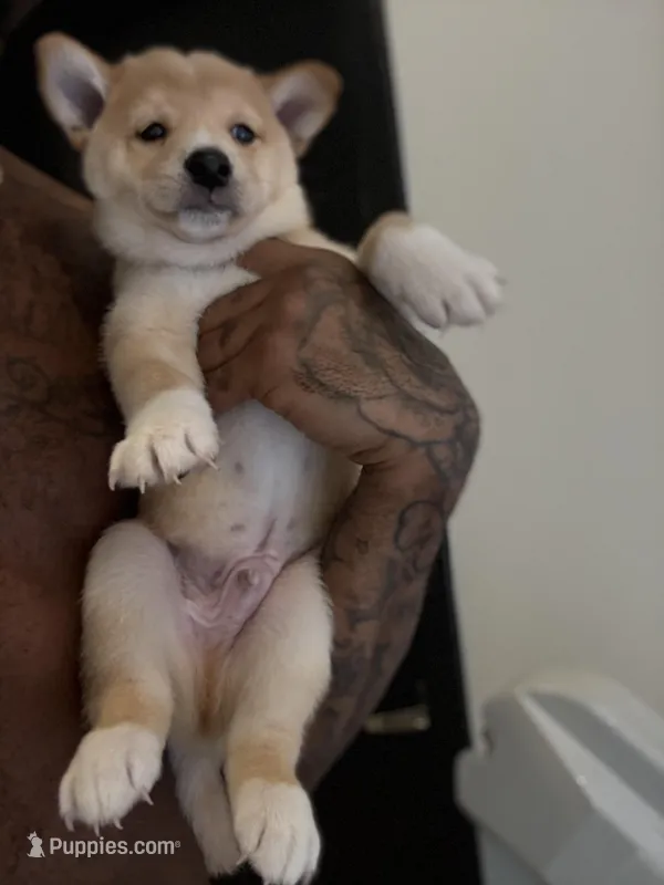 Chad  – Shiba Inu puppy for sale in New York City, NY