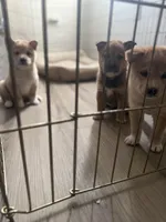 Chad , a male Shiba Inu for sale in New York City, NY – Photo 6 of 6