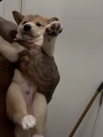 Chad , a male Shiba Inu for sale in New York City, NY – Photo 2 of 6