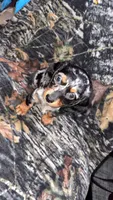 Maggie, a female Miniature Dachshund for sale in Alexandria, LA – 3 of 7