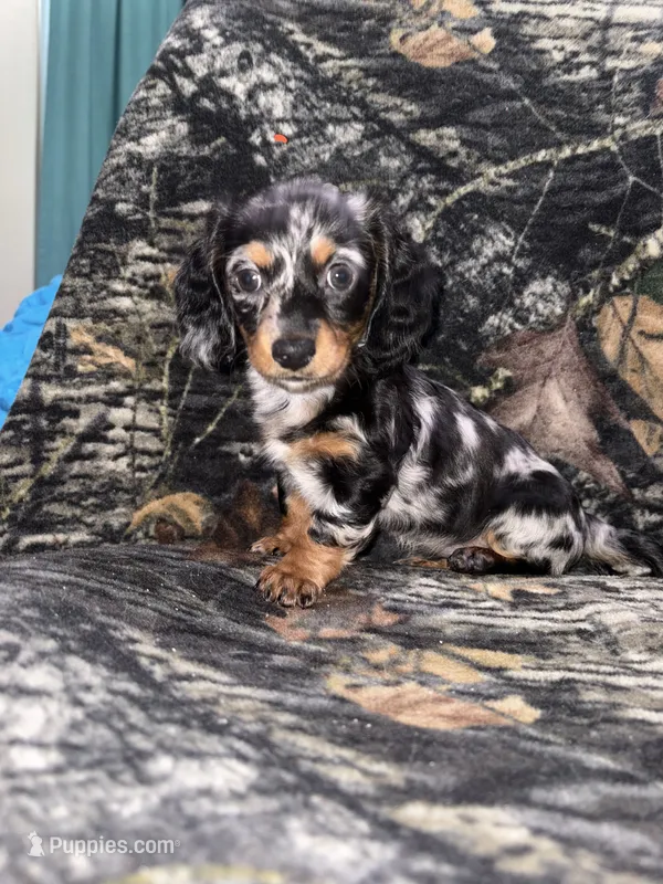 Maggie – Miniature Dachshund puppy for sale in Alexandria, LA