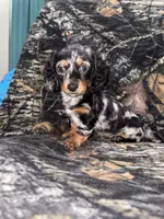 Maggie, a female Miniature Dachshund for sale in Alexandria, LA – 1 of 7